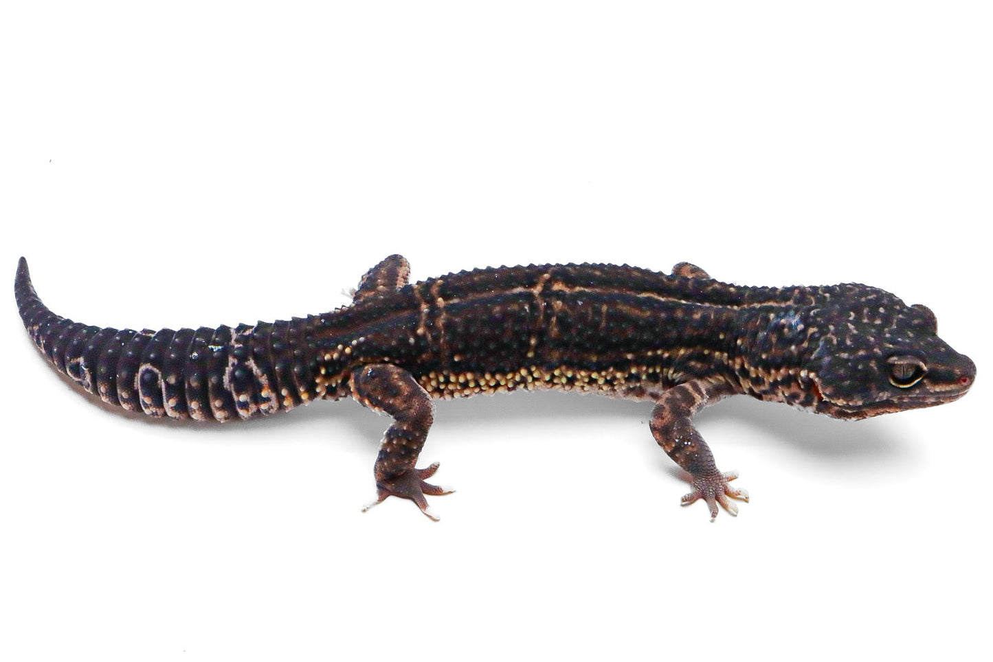 2329 - Black Night, Mack Snow | Male
