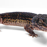 2329 - Black Night, Mack Snow | Male