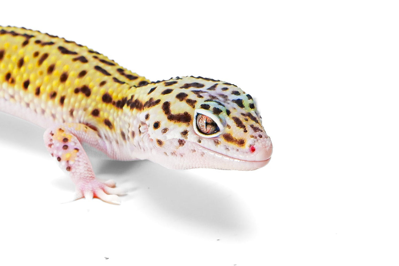 2330 - Mack Snow Eclipse - Male