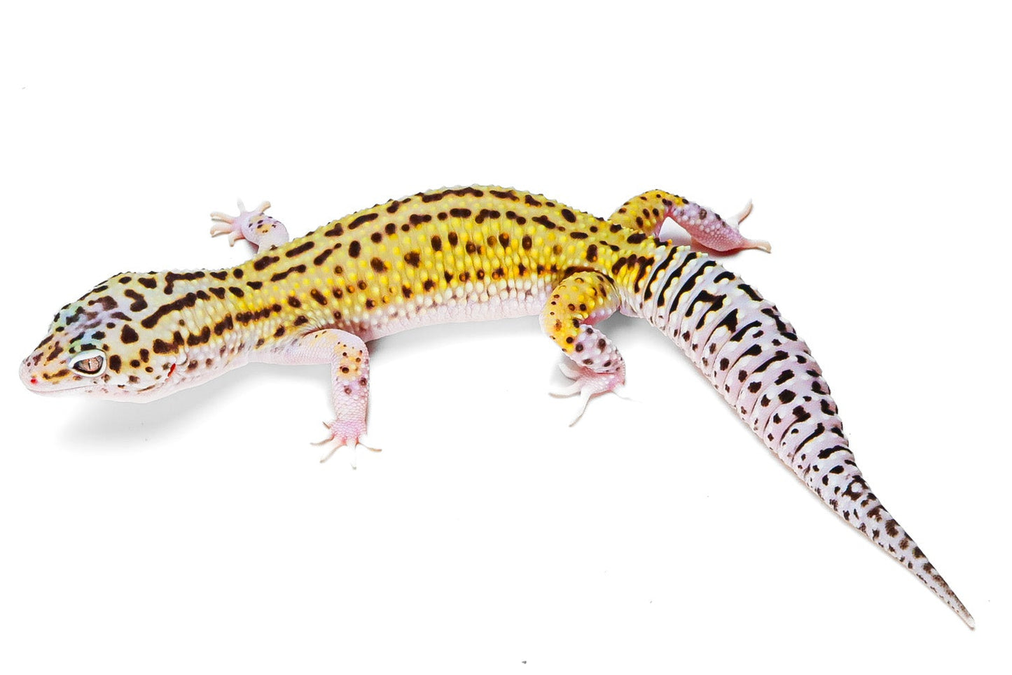 2330 - Mack Snow Eclipse - Male