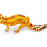 2332- WY Tremper - Male