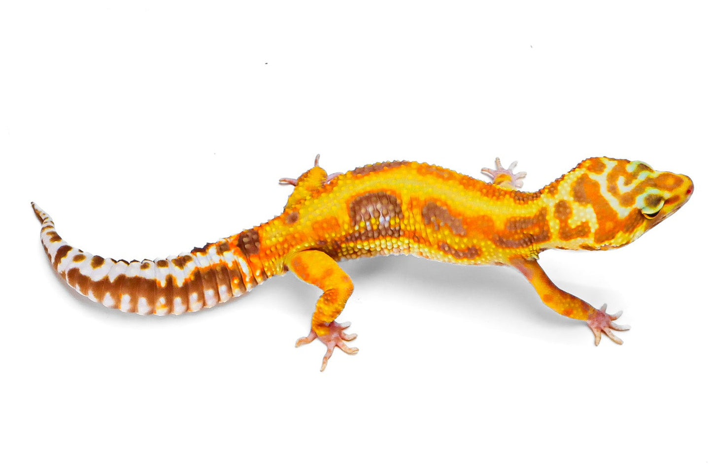 2332- WY Tremper - Male