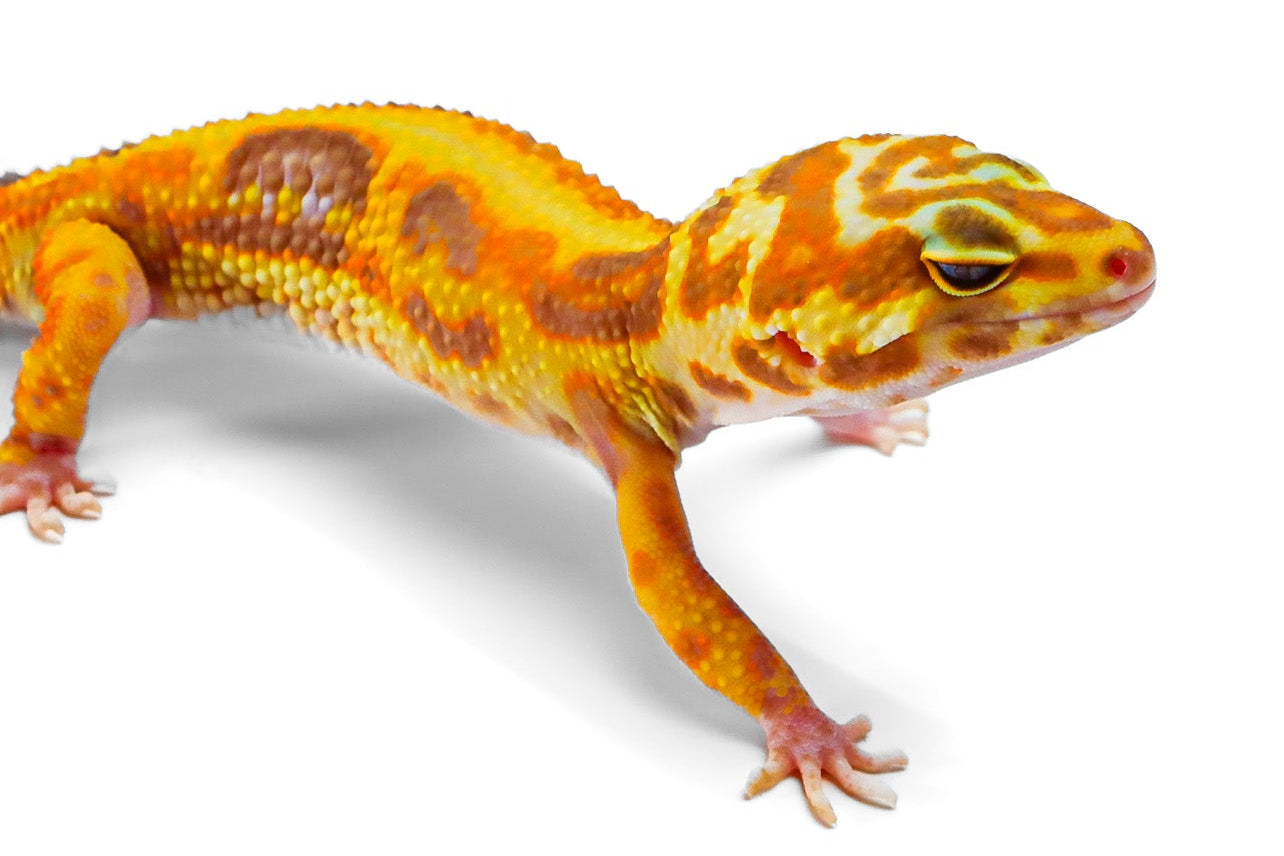 2332- WY Tremper - Male