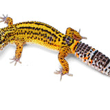 X2G - Pet only - Female