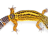 X2G - Pet only - Female