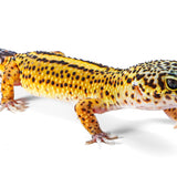 X2G - Pet only - Female