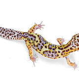 2331 - Mack Snow Eclipse - Male