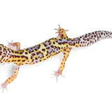 2331 - Mack Snow Eclipse - Male