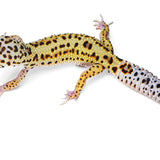 2333- Mack Snow Eclipse - Female