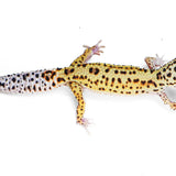 2333- Mack Snow Eclipse - Female