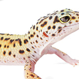 2333- Mack Snow Eclipse - Female