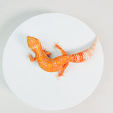 LEOA51 - Blood Tangerine Tremper Albino - TSF