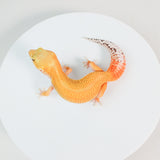 (RMT231) - Mandarin Tangerine Het Bell Het Eclipse - Female