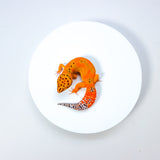 24BT18 -Blood Tangerine Low Pos Het Tremper - Female