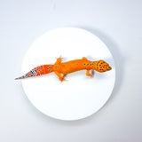 24BT18 -Blood Tangerine Low Pos Het Tremper - Female