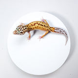 24MSE7 - Mack Snow Eclipse  Pos Het Tremper - Female