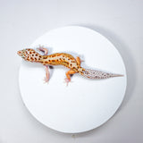 24BTN5 - Blood Tangerine Het Tremper - Female