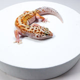 24BTN5 - Blood Tangerine Het Tremper - Female