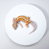 24BTN5 - Blood Tangerine Het Tremper - Female