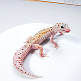 24MSE2	- WY Mack Snow Eclipse Het Tremper - Female