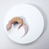 24MSE2	- WY Mack Snow Eclipse Het Tremper - Female