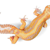 (24STAE) - Tremper Albino, Stripe, Eclipse - Male