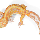 (24STAE) - Tremper Albino, Stripe, Eclipse - Male