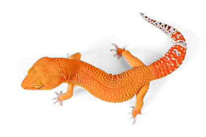 (24BTBB) -Blood Tangerine, Het Bell, Het Eclipse - Female