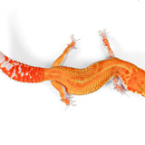 (24WYS) - WY Blood Tangerine Tremper Albino Pos Het Eclipse - Female