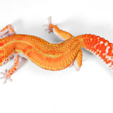 (24WYS) - WY Blood Tangerine Tremper Albino Pos Het Eclipse - Female