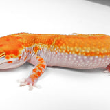 (24WYS) - WY Blood Tangerine Tremper Albino Pos Het Eclipse - Female