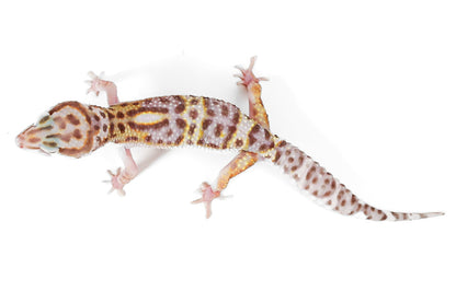 (24MSPEPT) - Mack Snow, Pos Het Eclipse, Pos Het Tremper - Male