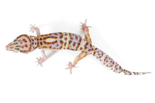 (24MSPEPT) - Mack Snow, Pos Het Eclipse, Pos Het Tremper - Male