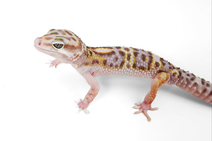 (24MSPEPT) - Mack Snow, Pos Het Eclipse, Pos Het Tremper - Male