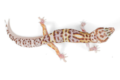 (24MSPEPT) - Mack Snow, Pos Het Eclipse, Pos Het Tremper - Male