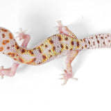 (24MSWY1) - White & Yellow, Mack Snow Eclipse Tremper - Male