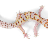 (24MSWY1) - White & Yellow, Mack Snow Eclipse Tremper - Male