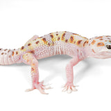 (24MSWY1) - White & Yellow, Mack Snow Eclipse Tremper - Male