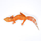 LEOBTBTA - Blood Tangerine Tremper Albino - Female