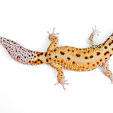 (LEO-54) WY, Het Tremper, Eclipse - Male