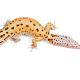 (LEO-54) WY, Het Tremper, Eclipse - Male