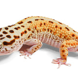 (LEO-54) WY, Het Tremper, Eclipse - Male