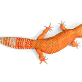 24BTA8 - Blood tangerine Tremper Albino, Het eclipse - Female