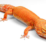 24BTA8 - Blood tangerine Tremper Albino, Het eclipse - Female