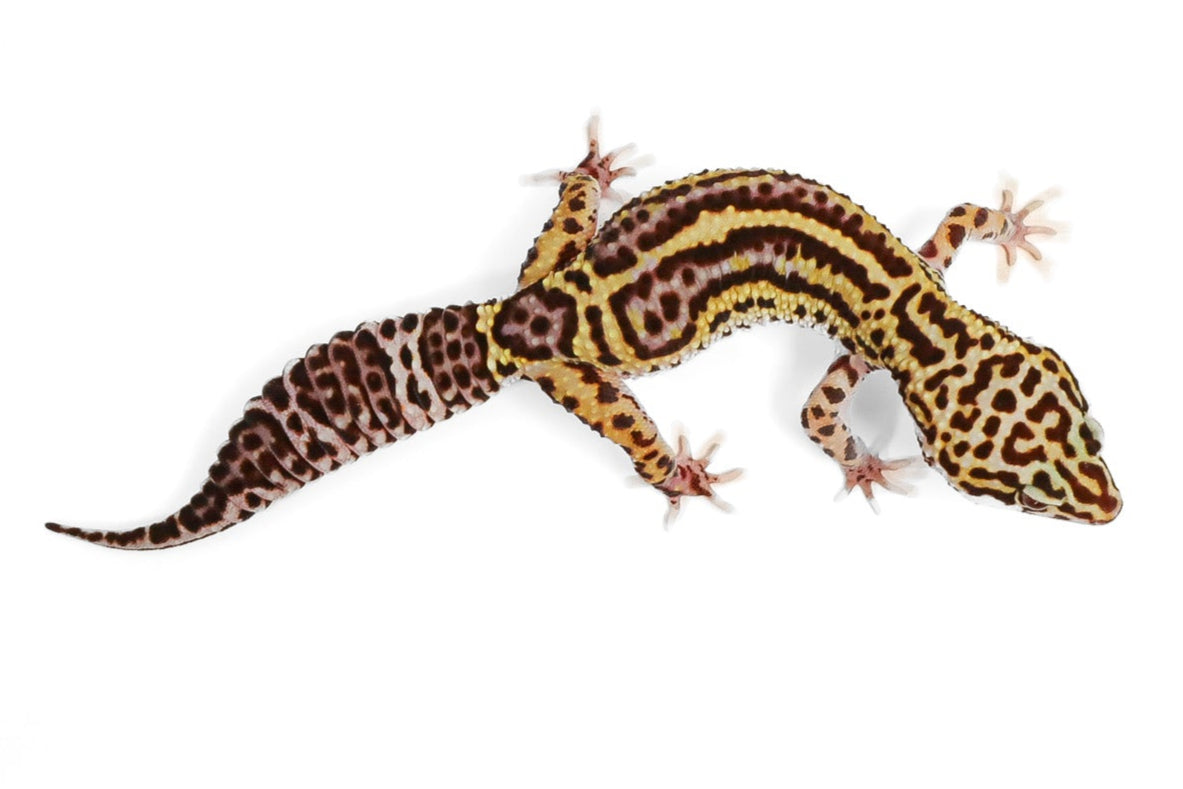 24MS4- Mack Snow, Eclipse, Pos het Tremper - Female