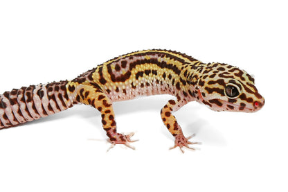 24MS4- Mack Snow, Eclipse, Pos het Tremper - Female