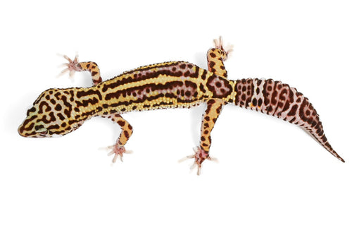 24MS4- Mack Snow, Eclipse, Pos het Tremper - Female