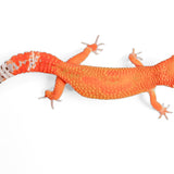 (24BTMT2) - Blood Mandarin Tangerine Cross - Female