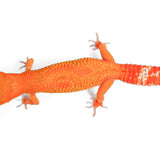 (24BTMT2) - Blood Mandarin Tangerine Cross - Female