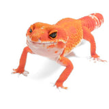 (24BTMT2) - Blood Mandarin Tangerine Cross - Female